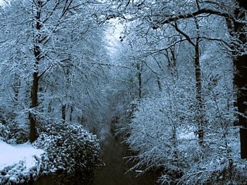 Walk through the royal forests of Oranjewoud estate