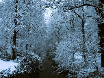 Spaziergang durch die königlichen Wälder des Gutes Oranjewoud