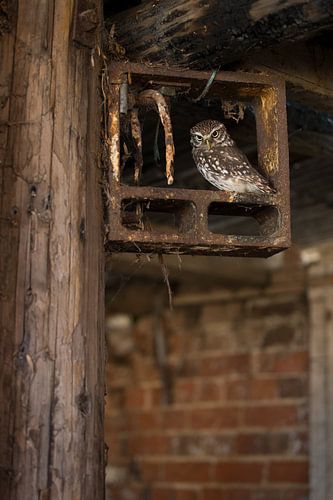 Steenuil in oude boeren schuur