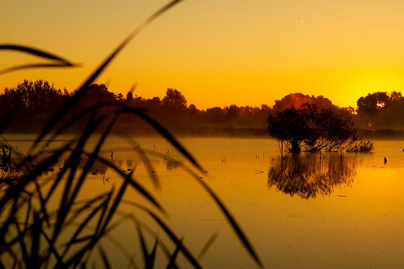 L'heure d'or par Natascha Nellestein