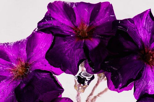 Pinke Primeln in Eis