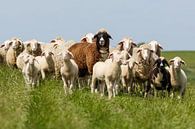 Familie Schaf auf dem Deich von Rolf Pötsch Miniaturansicht