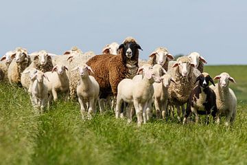 Sheep family on the dyke by Rolf Pötsch