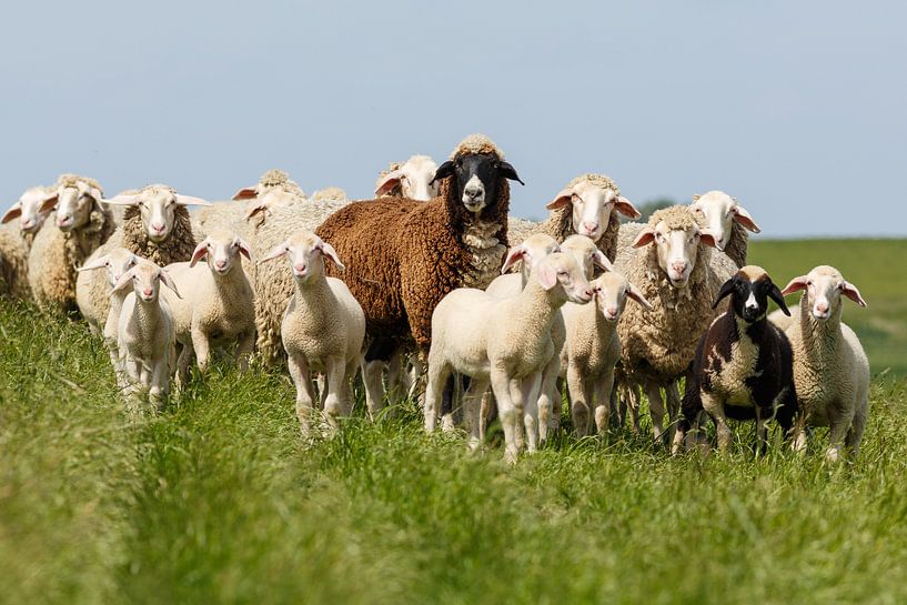 Familie Schaf auf dem Deich von Rolf Pötsch