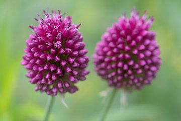 Purple drumsticks by Jolanda de Jong-Jansen