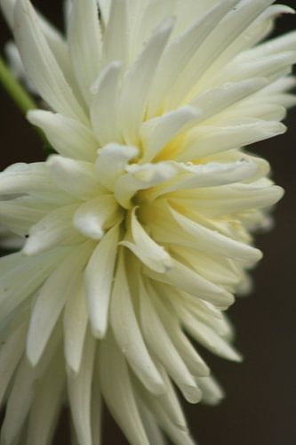 bloem met kleur