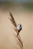 Reed-Balance