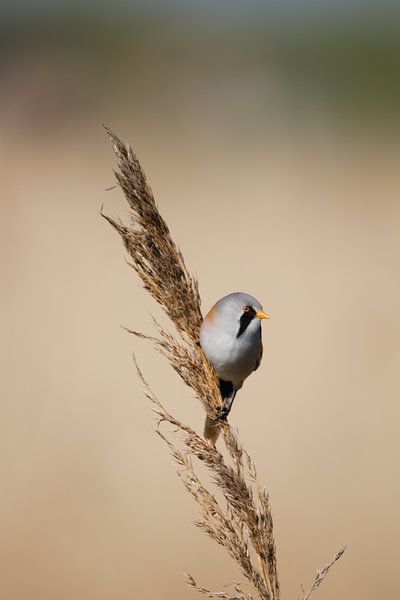 Reed-Balance von Gerrit Last