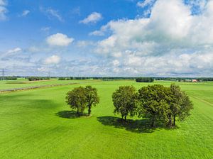 Group of trees in a freshly cut meadow seen from above
