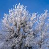 Winter boomtoppen van Sebastian Petersen