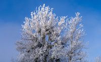 Winterliche Baumkronen