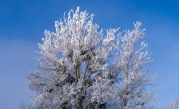 Winter boomtoppen van Sebastian Petersen