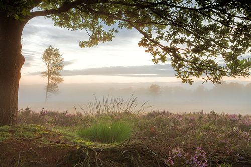 Balloërveld with purple heath and fog
