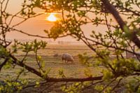 Zonsopgang in de Polder met schapen