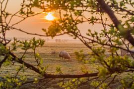 Sonnenaufgang im Polder mit Schafen von Rossum-Fotografie