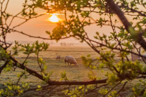 Sunrise in the Polder with sheep