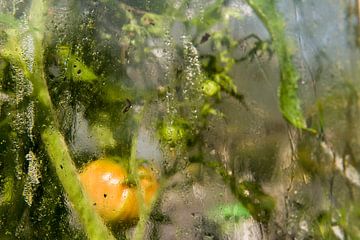 tomaat in kas van René Wolters