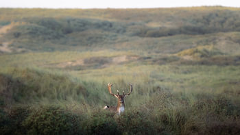 Fallow deer in the Amsterdam Water Supply Dunes