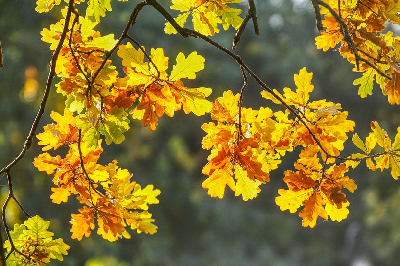 Eichenblätter, buntes Herbstlaub von Torsten Krüger