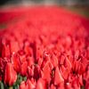 rode tulpen bollenveld in lisse. bloemen in het veld. close up van Erik van 't Hof
