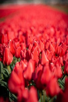 champ de bulbes de tulipes rouges en lilas. des fleurs dans le champ. de près