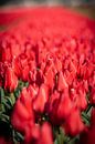 rode tulpen bollenveld in lisse. bloemen in het veld. close up van Erik van 't Hof thumbnail