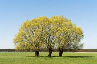 Groep bomen op een groene weide van Ralf Lehmann thumbnail