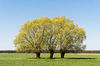 Group of trees on green meadow