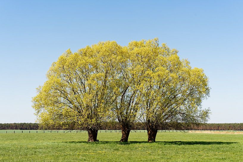Groep bomen op een groene weide van Ralf Lehmann