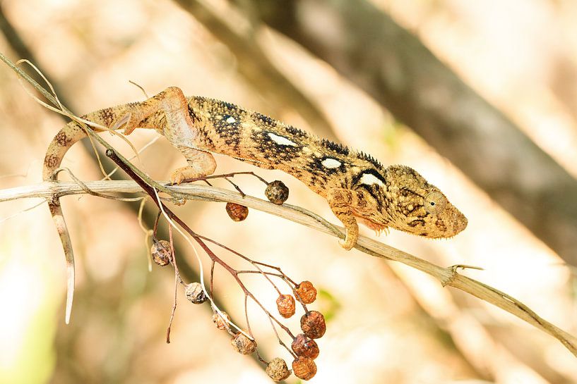 Camouflage Kameleon by Dennis van de Water