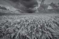 Een weids landschap met mooie wolkenluchten boven de akkers met graan in het Hogeland van Groningen van Bas Meelker thumbnail