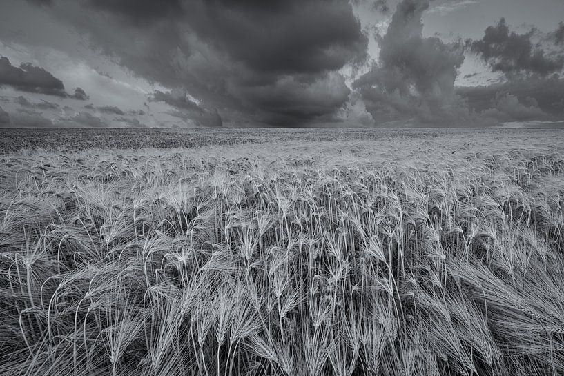 Een weids landschap met mooie wolkenluchten boven de akkers met graan in het Hogeland van Groningen van Bas Meelker