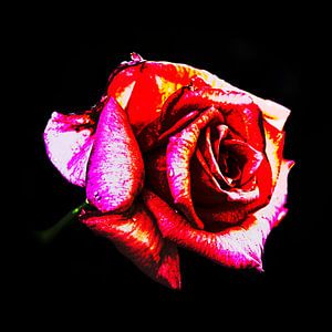 Rote Rose von Rob Boon