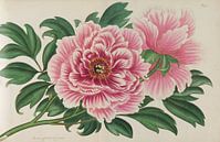 Le répertoire du botaniste, Andrews, Henry Charle. par Teylers Museum Aperçu