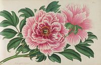 De opslagplaats van de botanicus, Andrews, Henry Charle