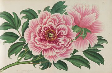 Le répertoire du botaniste, Andrews, Henry Charle. sur Teylers Museum