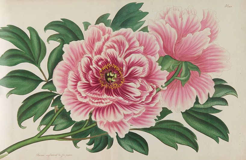 Le répertoire du botaniste, Andrews, Henry Charle. par Teylers Museum