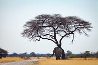 Elefant reibt sich am Baum von Remco Siero Miniaturansicht