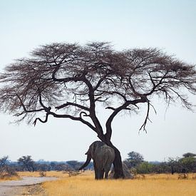 Elefant reibt sich am Baum von Remco Siero