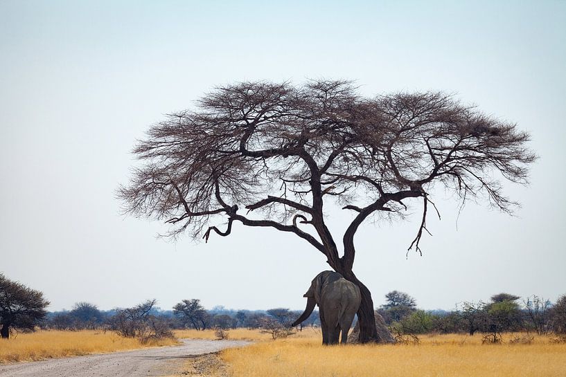 Elefant reibt sich am Baum von Remco Siero
