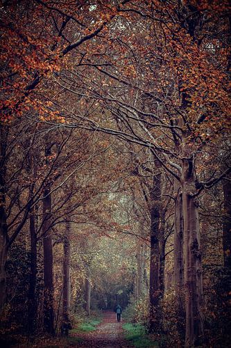 Eenzame nordic-walker in het bos (herfst)