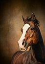 Bruin Paard - Portret Van Een Quarter Horse van Diana van Tankeren thumbnail