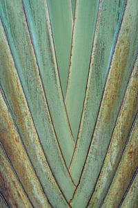 Tropische grüne Palme in Bali I Reisefotografie