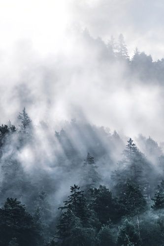 Zonnestralen in de mist