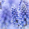 Paarse bloem - Verschillende blauwe druifjes scherp en onscherp in beeld van Laura