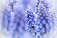 Paarse bloem - Verschillende blauwe druifjes scherp en onscherp in beeld