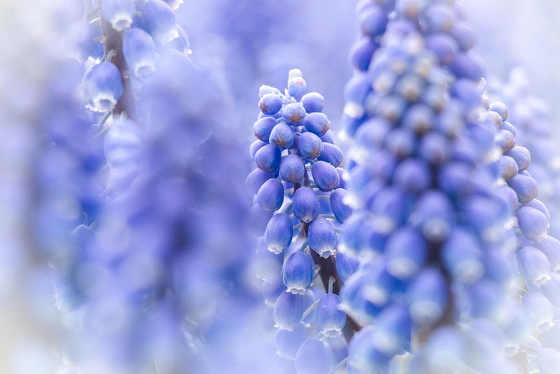 Purple flower - Different blue grapes sharp and blurred in the picture by Laura