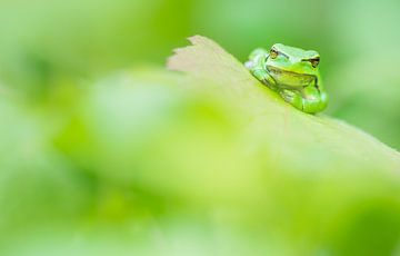 Grenouille arboricole en vert.