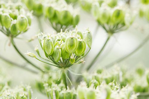 Extinguished umbellifer flowers of the Bereklauw