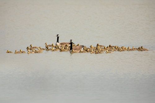 Canadese gans pullenopvang